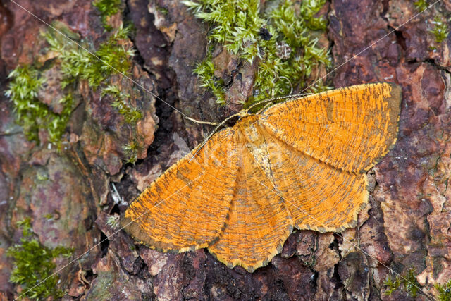 Oranje iepentakvlinder (Angerona prunaria)