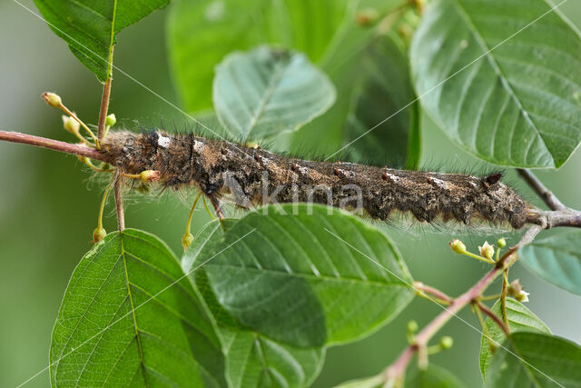 the Lappet (Gastropacha quercifolia)