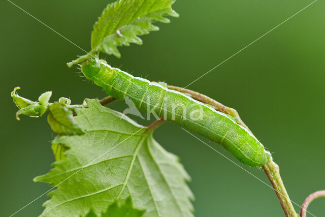 Nunvlinder (Orthosia gothica)