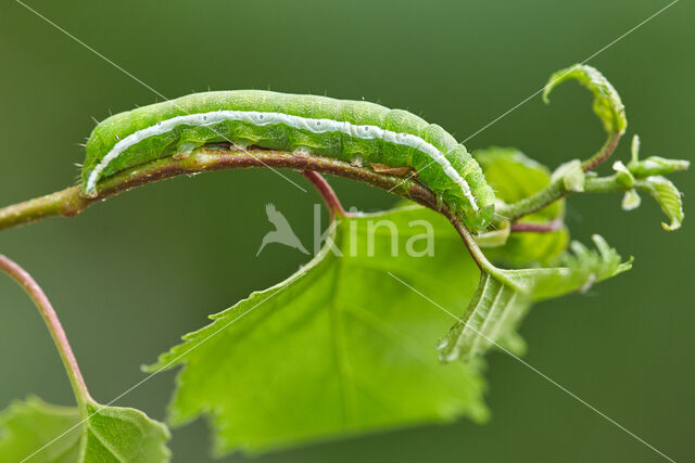 Nunvlinder (Orthosia gothica)