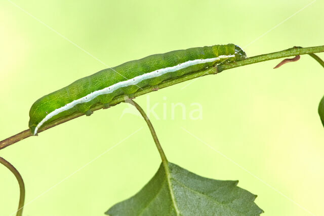 Hebrew Character (Orthosia gothica)