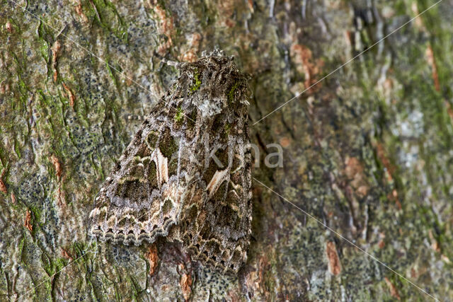 Orache Moth (Trachea atriplicis)