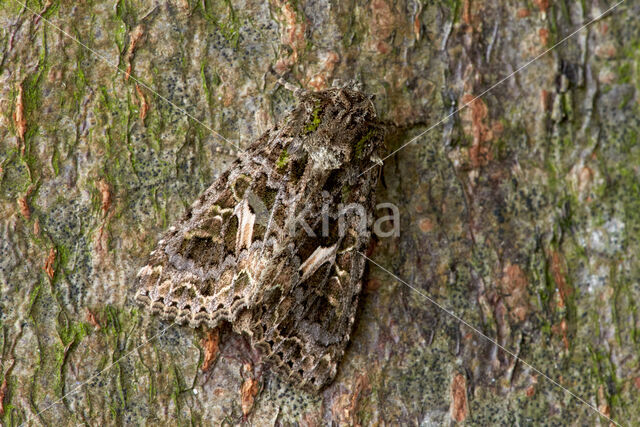 Orache Moth (Trachea atriplicis)