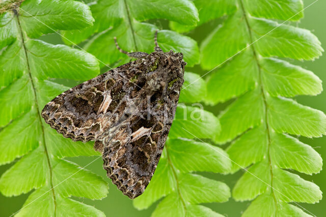 Orache Moth (Trachea atriplicis)