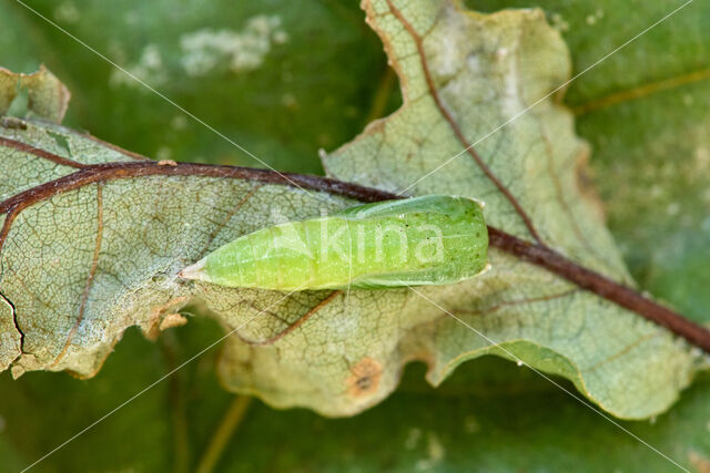 Eikenoogspanner (Cyclophora porata)