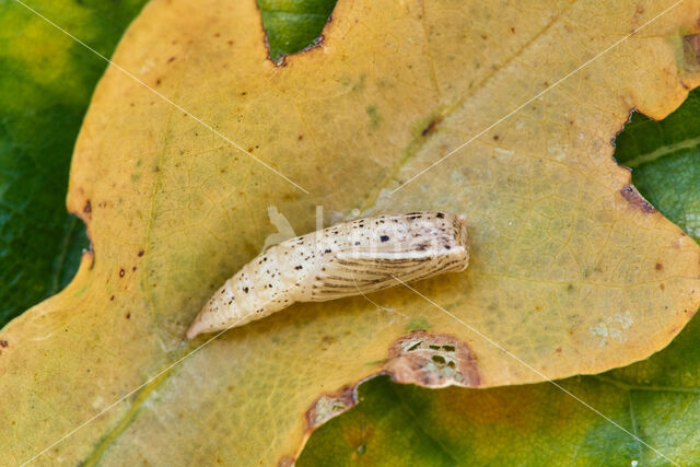 Bruine oogspanner (Cyclophora quercimontaria)