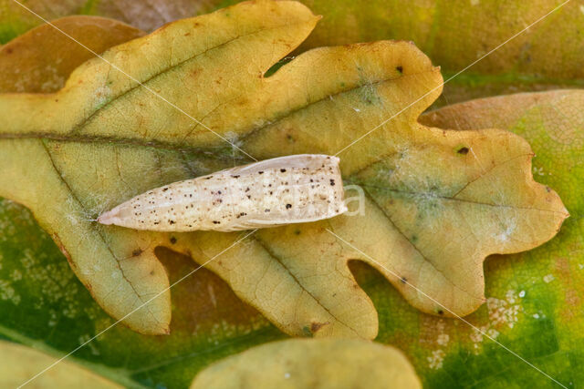 Cyclophora quercimontaria