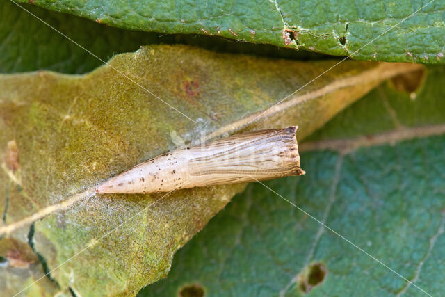 Cyclophora pendularia