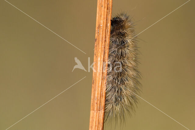 Kleine beer (Phragmatobia fuliginosa)