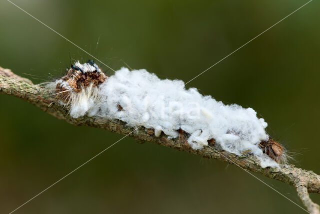 Pine caterpillar (Dendrolimus pini)