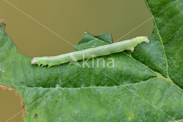 Bruine grijsbandspanner (Cabera exanthemata)