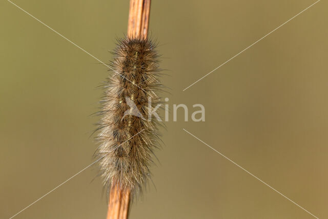 Kleine beer (Phragmatobia fuliginosa)