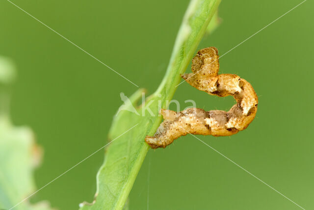 Bruine oogspanner (Cyclophora quercimontaria)