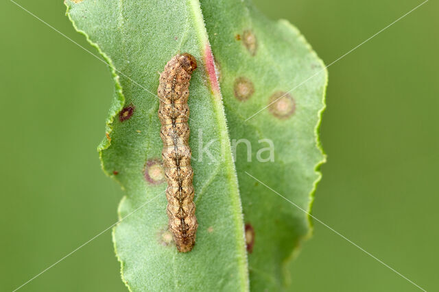 Grey Arches (Polia nebulosa)