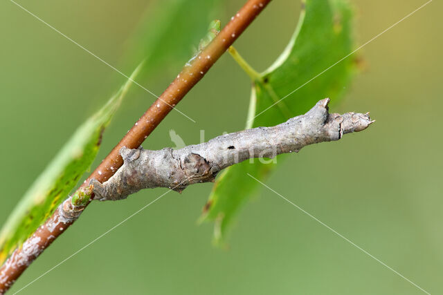 Purple Thorn (Selenia tetralunaria)