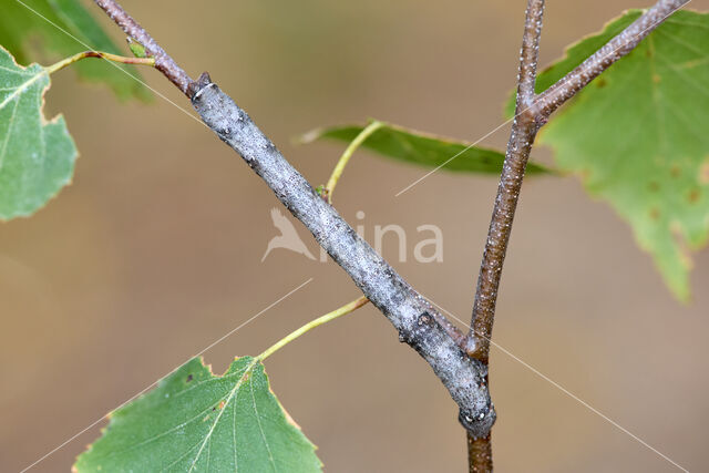 Peppered Moth (Biston betularia)