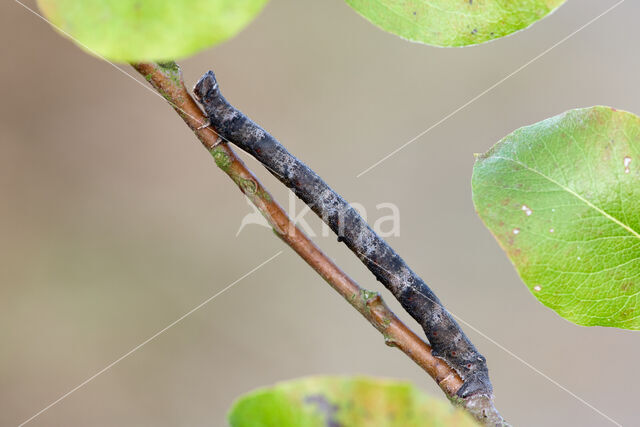 Peppered Moth (Biston betularia)