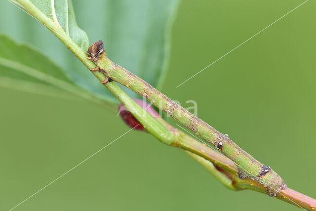 Peper-en-zoutvlinder