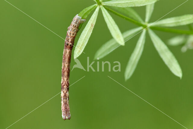 Geelbruine bandspanner (Plagodis pulveraria)