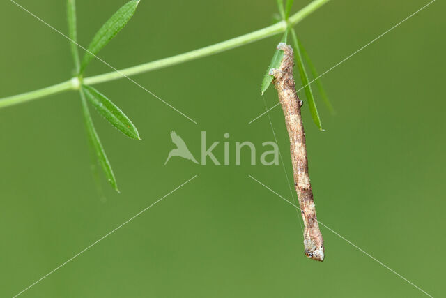 Barred Umber (Plagodis pulveraria)