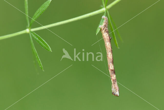 Geelbruine bandspanner (Plagodis pulveraria)