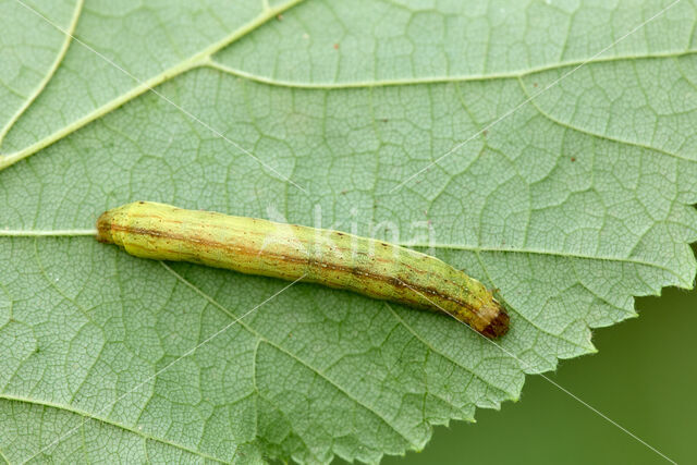 Haarbos (Ochropleura plecta)