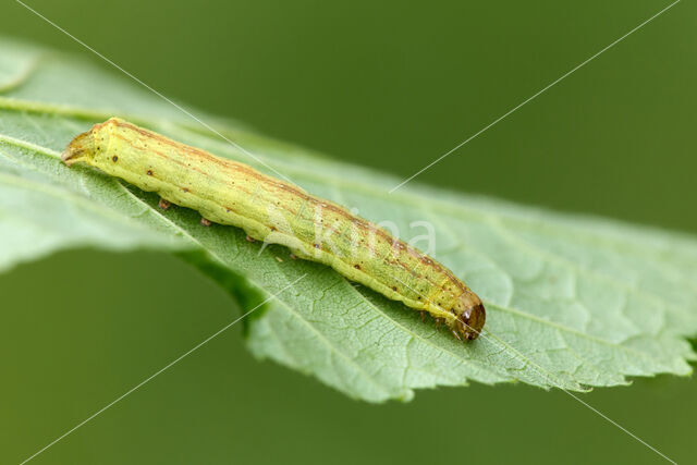 Haarbos (Ochropleura plecta)