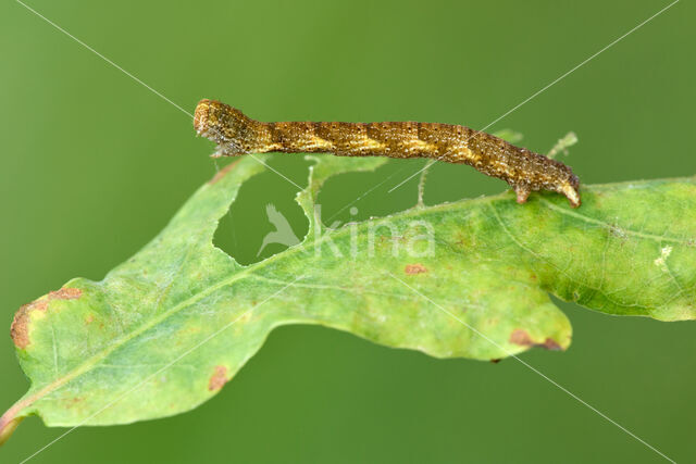 Eikenoogspanner (Cyclophora porata)