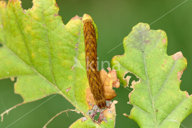 Geoogde w-uil (Lacanobia contigua)