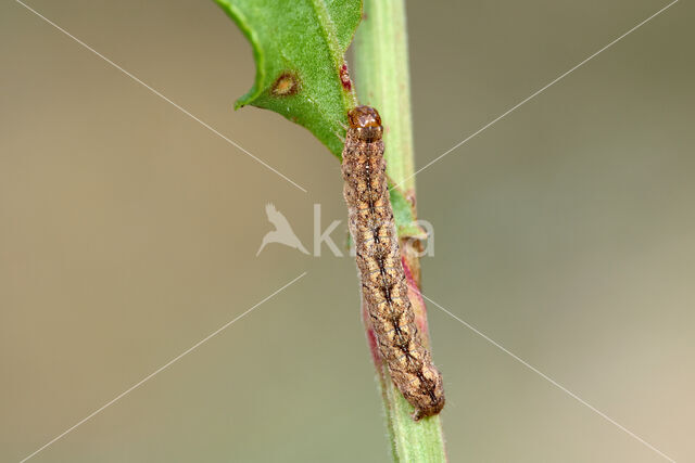 Marmeruil (Polia nebulosa)