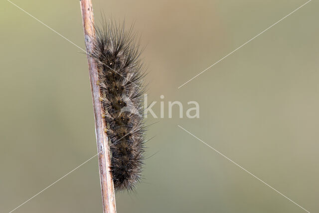 Kleine beer (Phragmatobia fuliginosa)