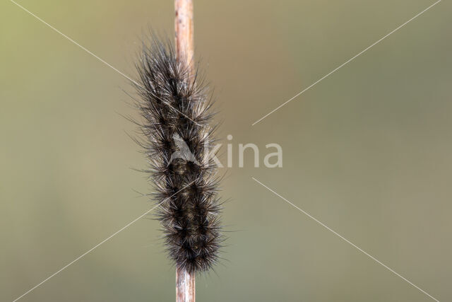 Kleine beer (Phragmatobia fuliginosa)