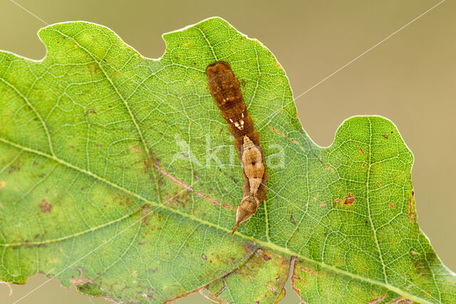 Oak Hook-tip (Watsonalla binaria)