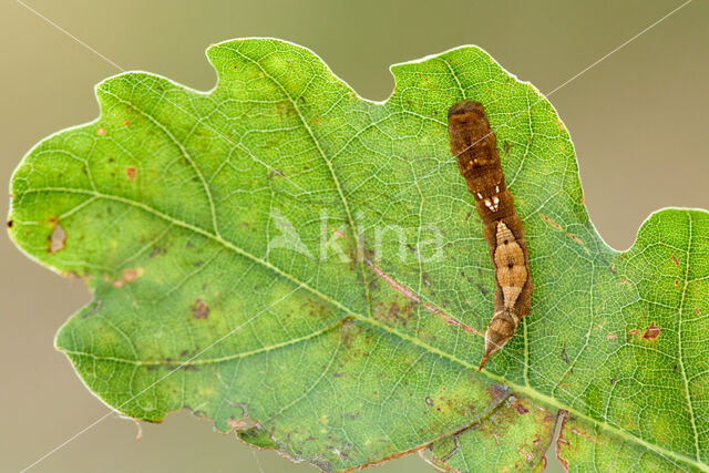 Oak Hook-tip (Watsonalla binaria)