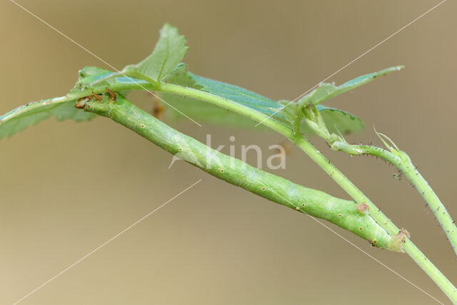 Peper-en-zoutvlinder