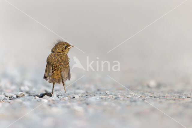 European Robin (Erithacus rubecula)