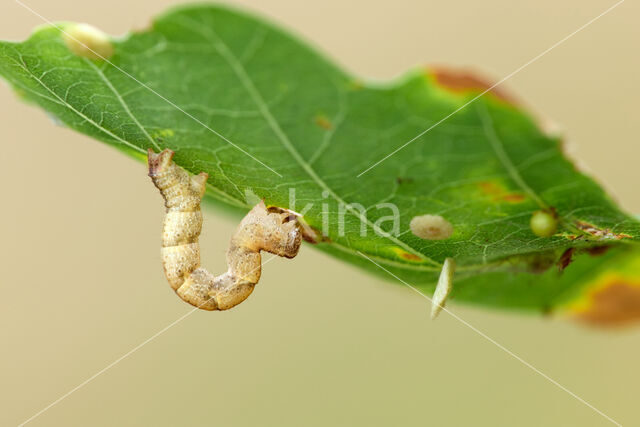 Gestippelde oogspanner (Cyclophora punctaria)