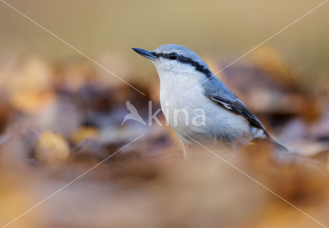 Nuthatch (Sitta europaea europaea)