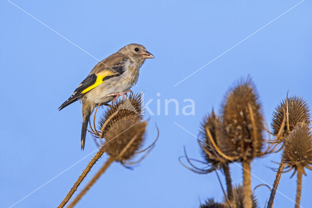 European Goldfinch (Carduelis carduelis)