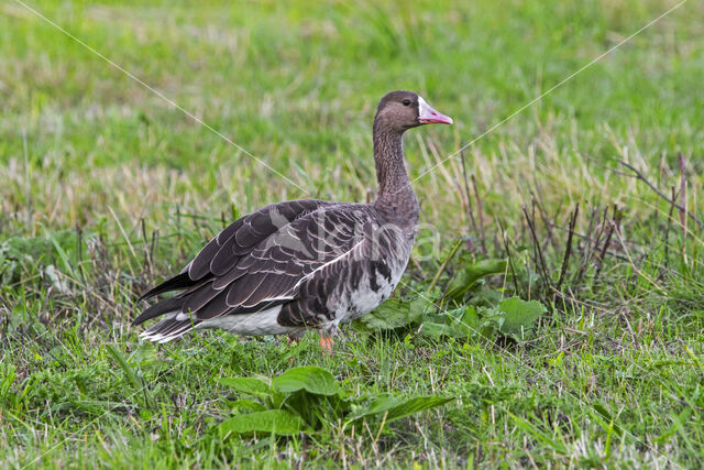 White-fronted goose (Anser albifrons)