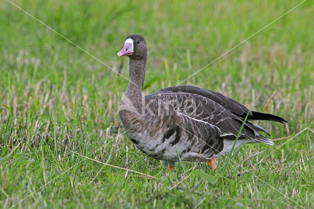 White-fronted goose (Anser albifrons)