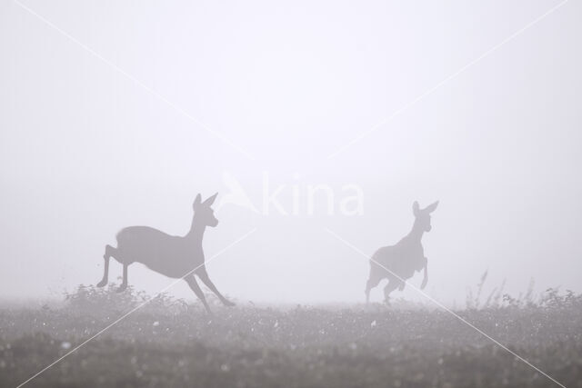 Roe Deer (Capreolus capreolus)