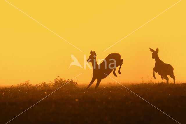 Roe Deer (Capreolus capreolus)