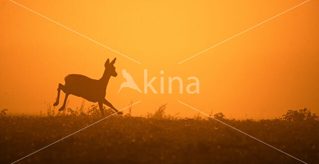 Roe Deer (Capreolus capreolus)