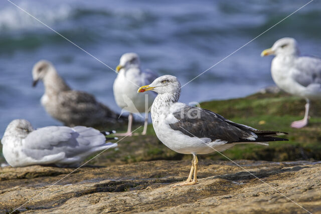 Lesser Black-backed Gull (Larus fuscus)