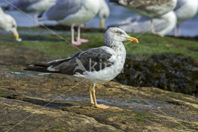 Kleine Mantelmeeuw (Larus fuscus)