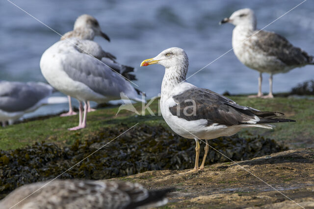 Lesser Black-backed Gull (Larus fuscus)