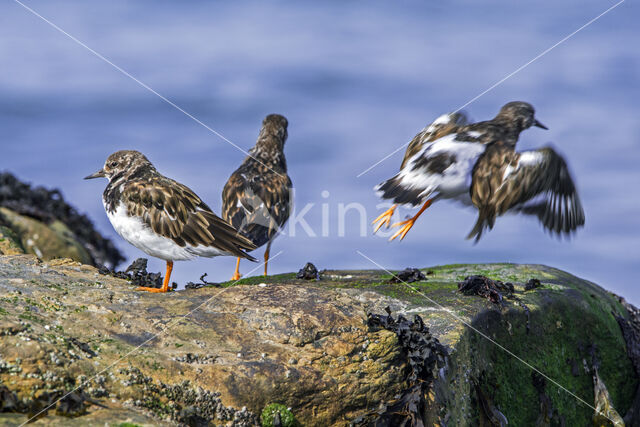 Ruddy Turnstone (Arenaria interpres interpres)