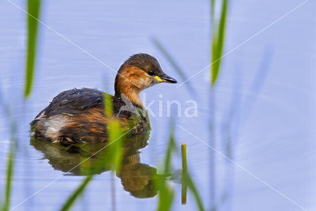 Podiceps ruficollis