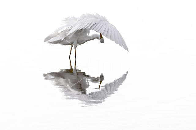 Great Heron (Ardea alba)